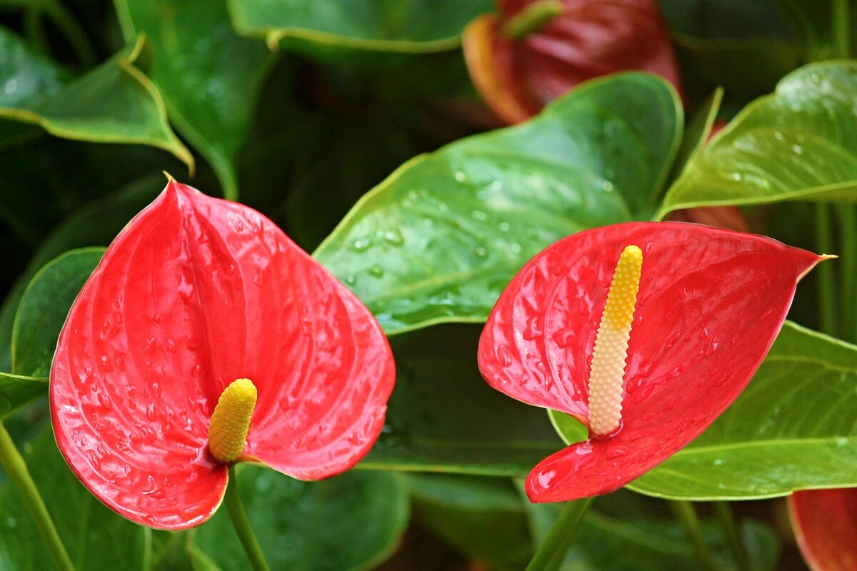 Piante tropicali da far fiorire in casa, fiori tropicali, orchidea, anthurium, tillandsia