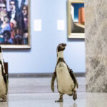 Tre pinguini in visita al Museo Nelson-Atkins di Kansas City