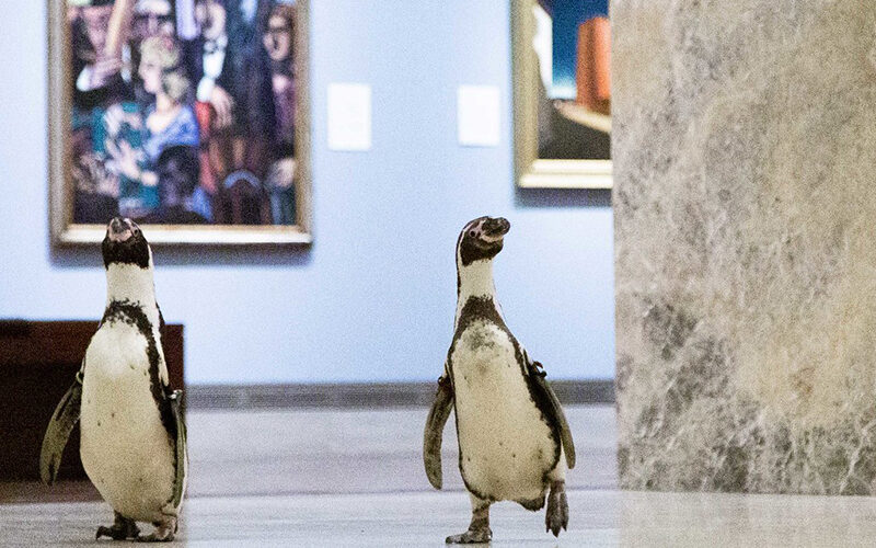 Cosa ci fanno tre pinguini in visita al Museo Nelson-Atkins di Kansas City?