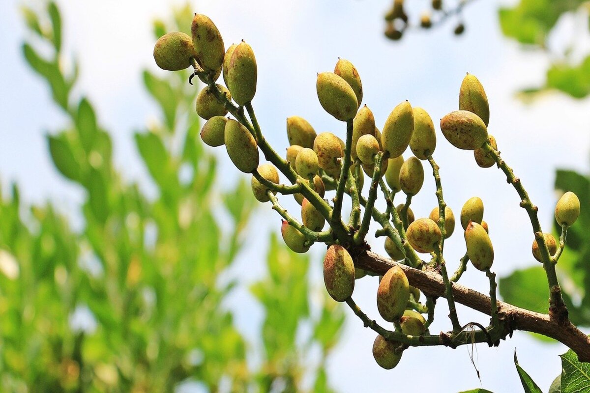 Pistacchio di Bronte - ramo pistacchi