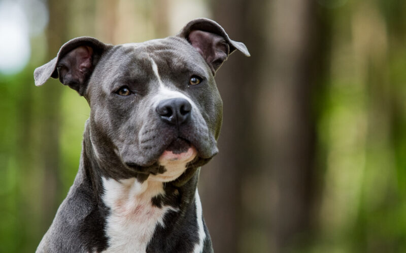 Come parlano i cani? Scopriamo il loro linguaggio per capirli meglio