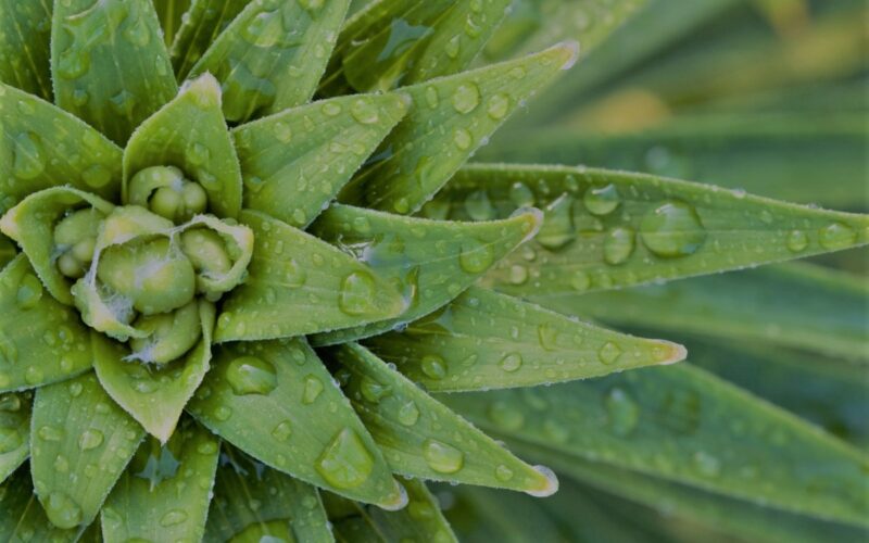 Ecco i lavori di febbraio per giardini, balconi e terrazzi