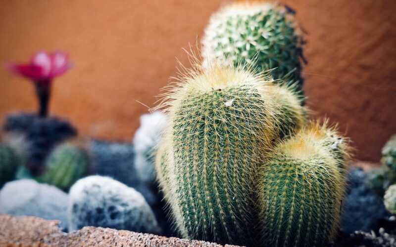 Le piante grasse si possono coltivare in casa?