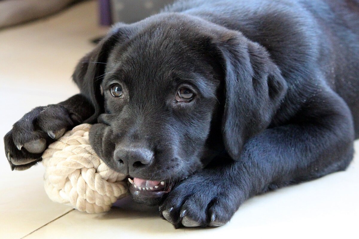 10 oggetti utili per chi ha un cane in casa