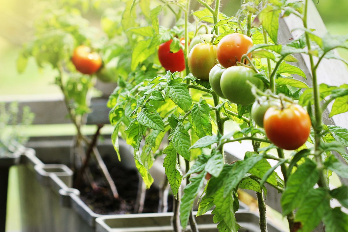 pomodori in vaso terrazzo - cosa coltivare a maggio