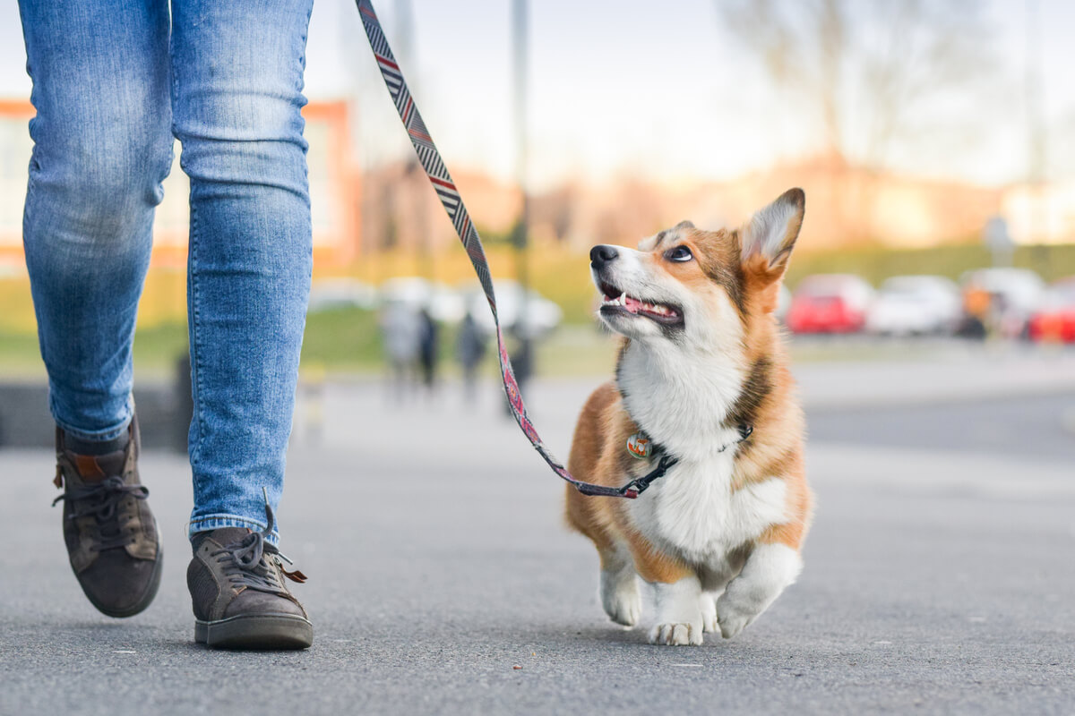 portare fuori il cane quanto spesso