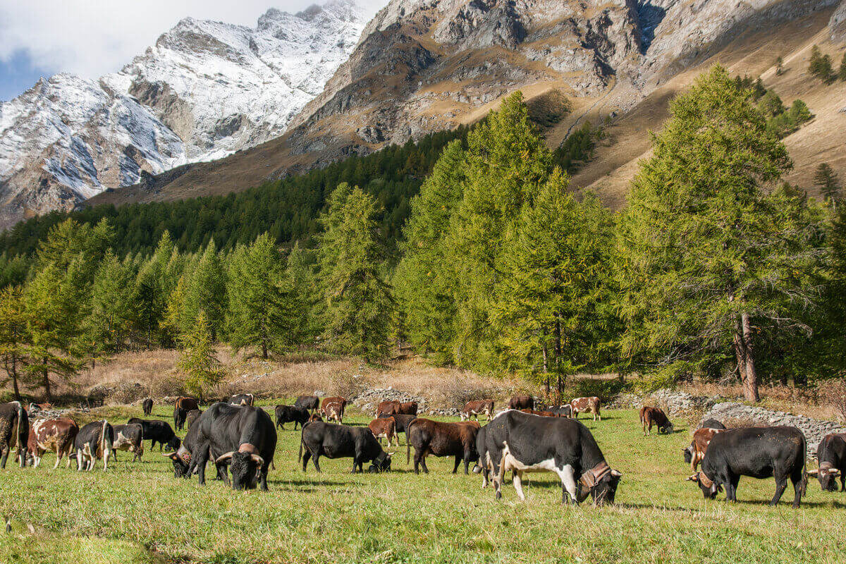 Prodotti biologici in Valle d'Aosta