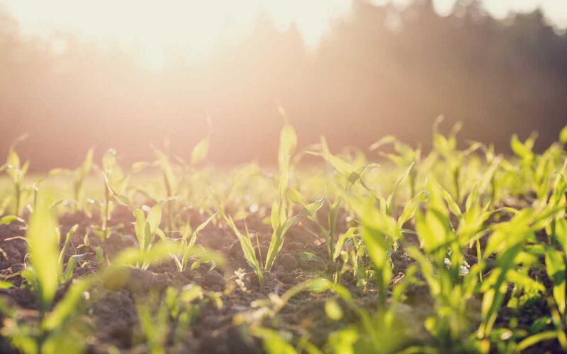 Prodotti biologici in Lazio|Prodotti biologici in Lazio