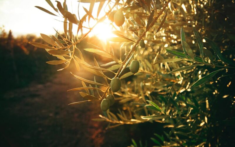 Prodotti biologici in Basilicata|Prodotti biologici in Basilicata