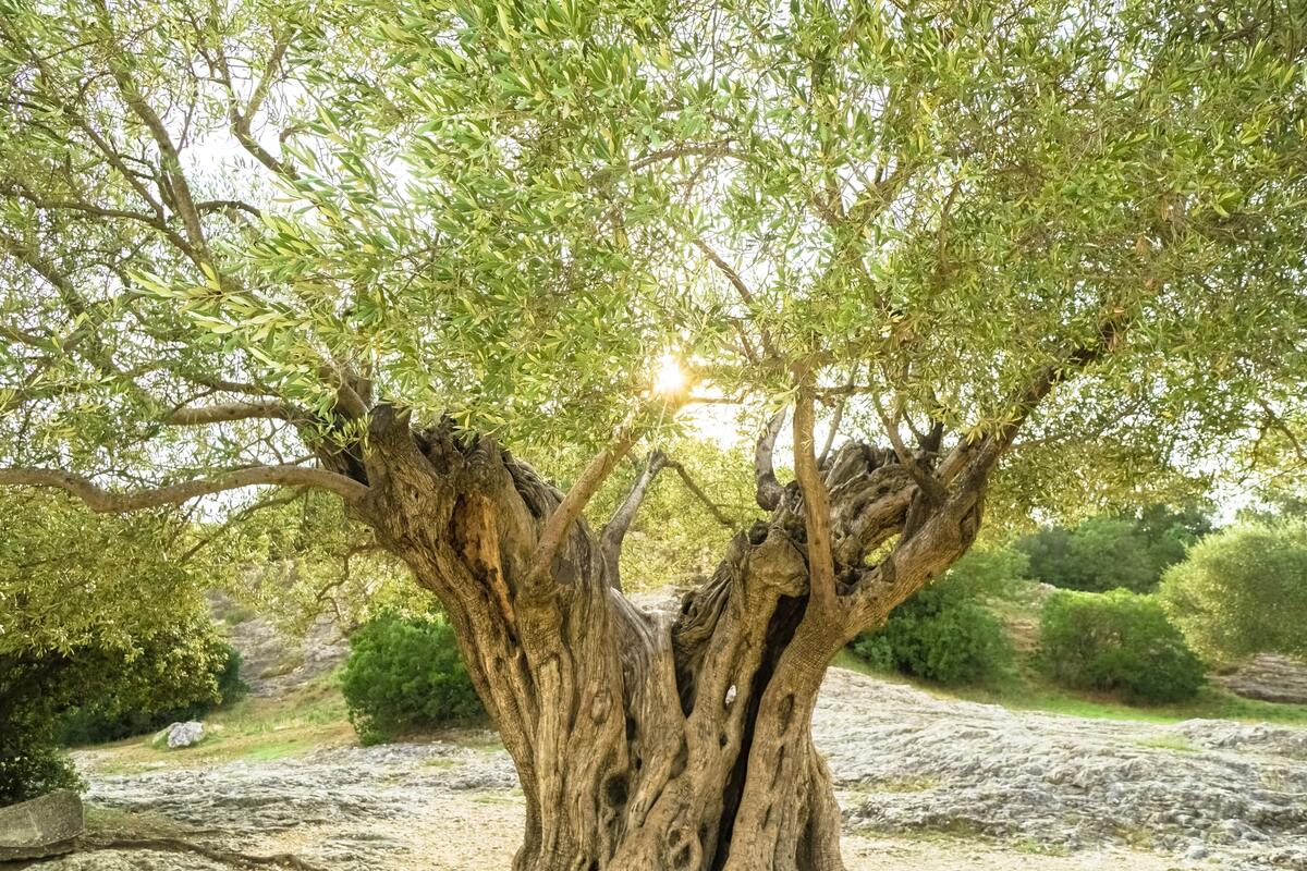 Prodotti biologici in Basilicata