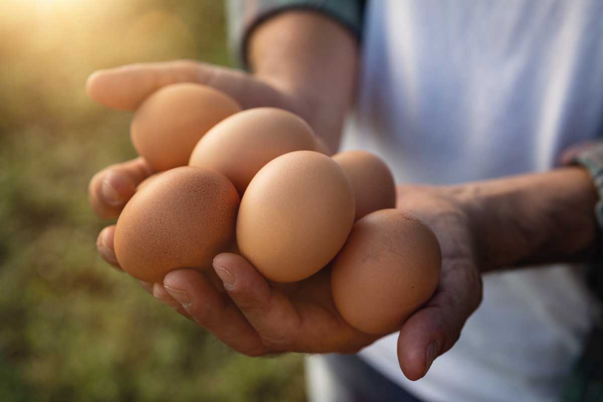 Prodotti biologici in Marche