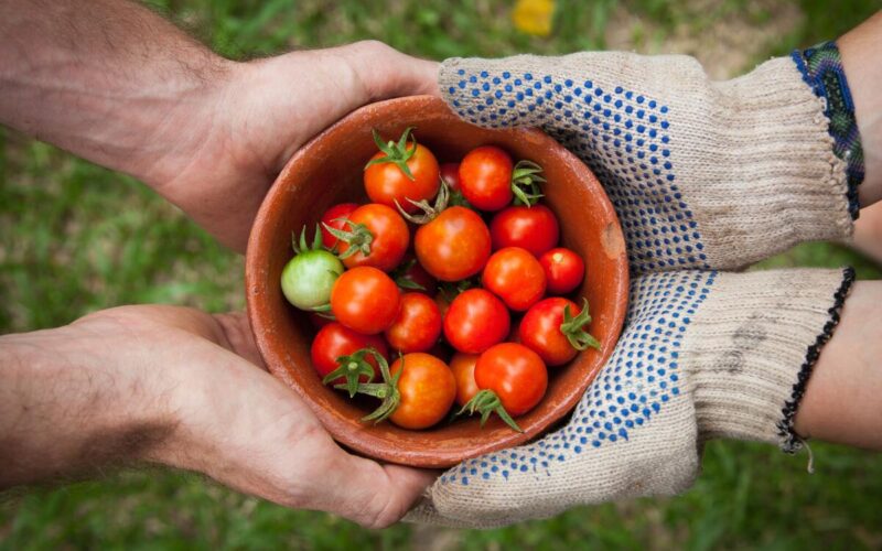 Prodotti biologici in Sicilia|Prodotti biologici in Sicilia