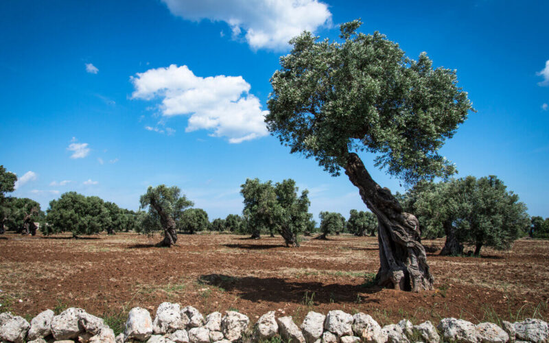 Prodotti biologici in Puglia|Prodotti biologici in Puglia