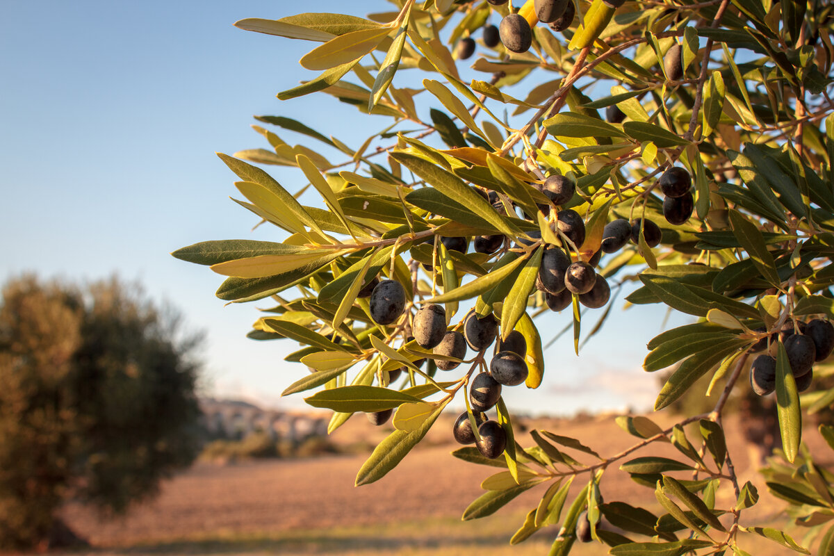 Prodotti biologici in Puglia