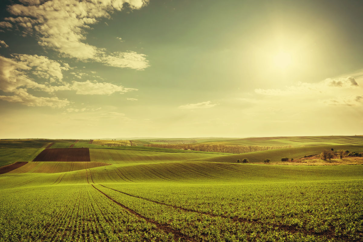 "dal campo alla tavola": come acquistare online dai piccoli produttori agricoli