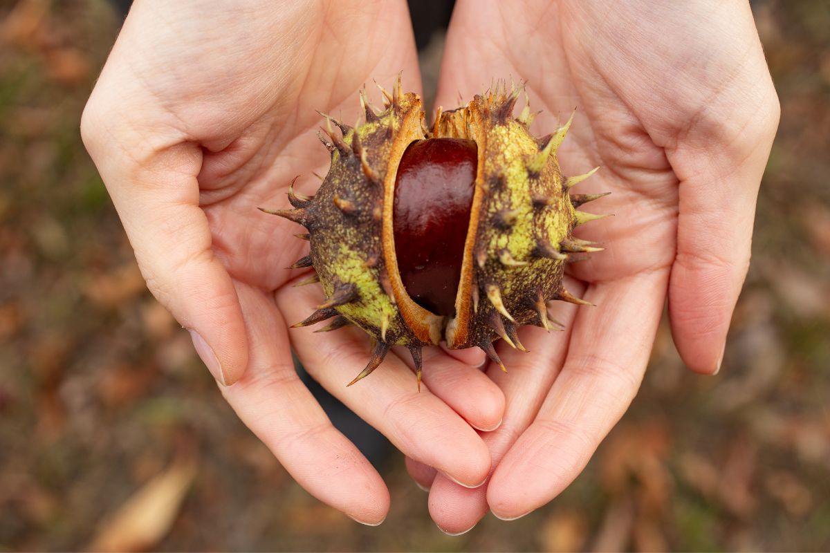 raccolta castagne calabria