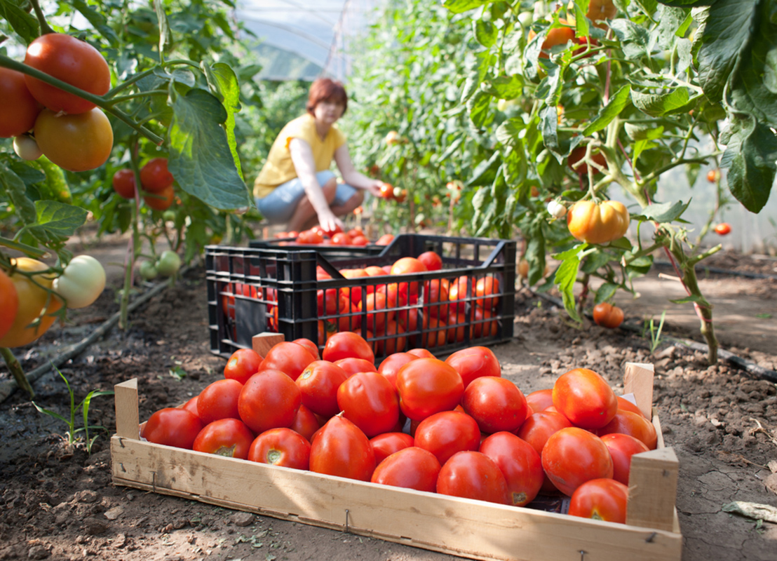 Raccolta dei pomodori a luglio