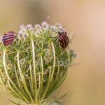 rimedi naturali insetti|rimedi naturali insetti