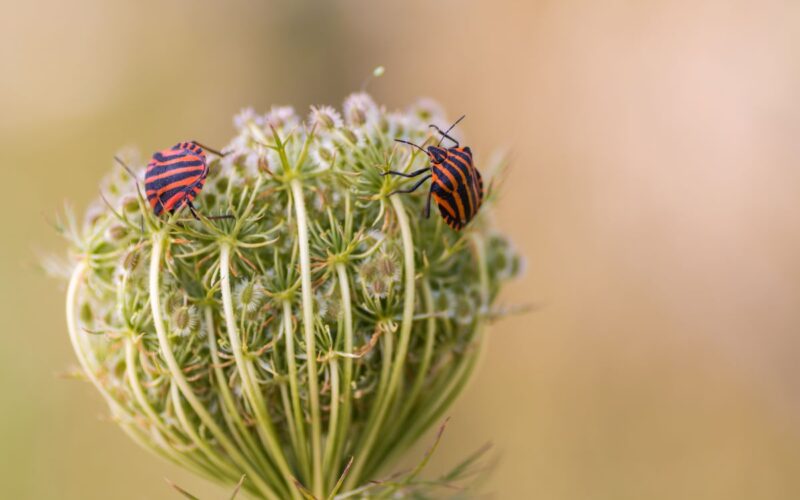 Prodotti sostenibili per la casa: come allontanare gli insetti con dei rimedi naturali