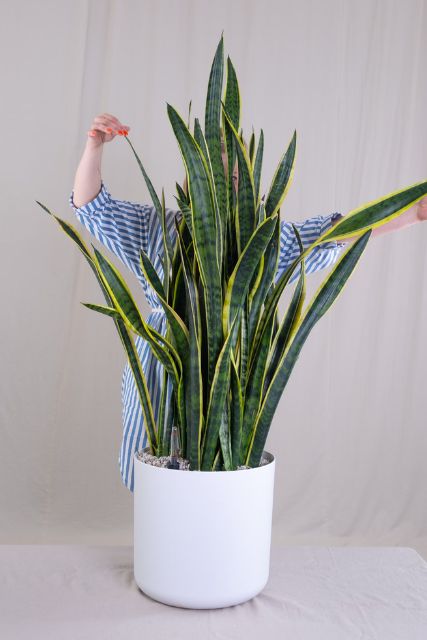 sanseveria