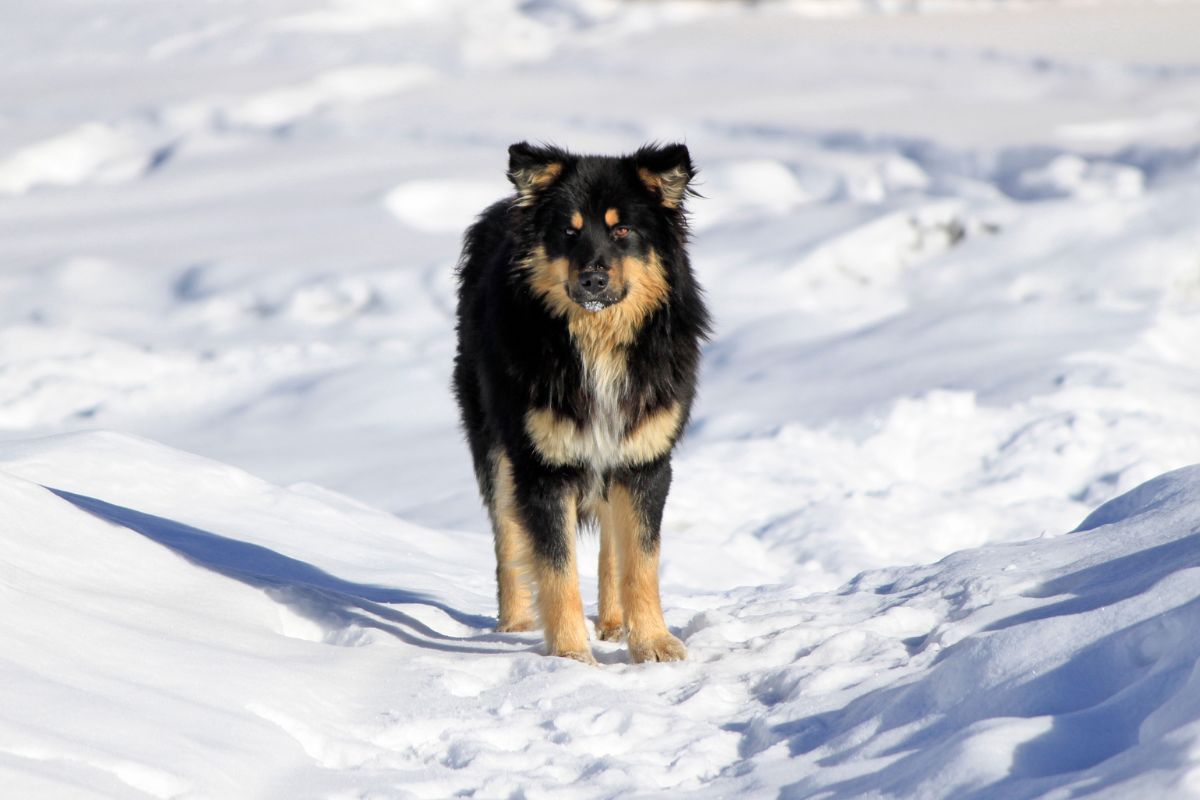 segno zodiacale animale cane da guardia