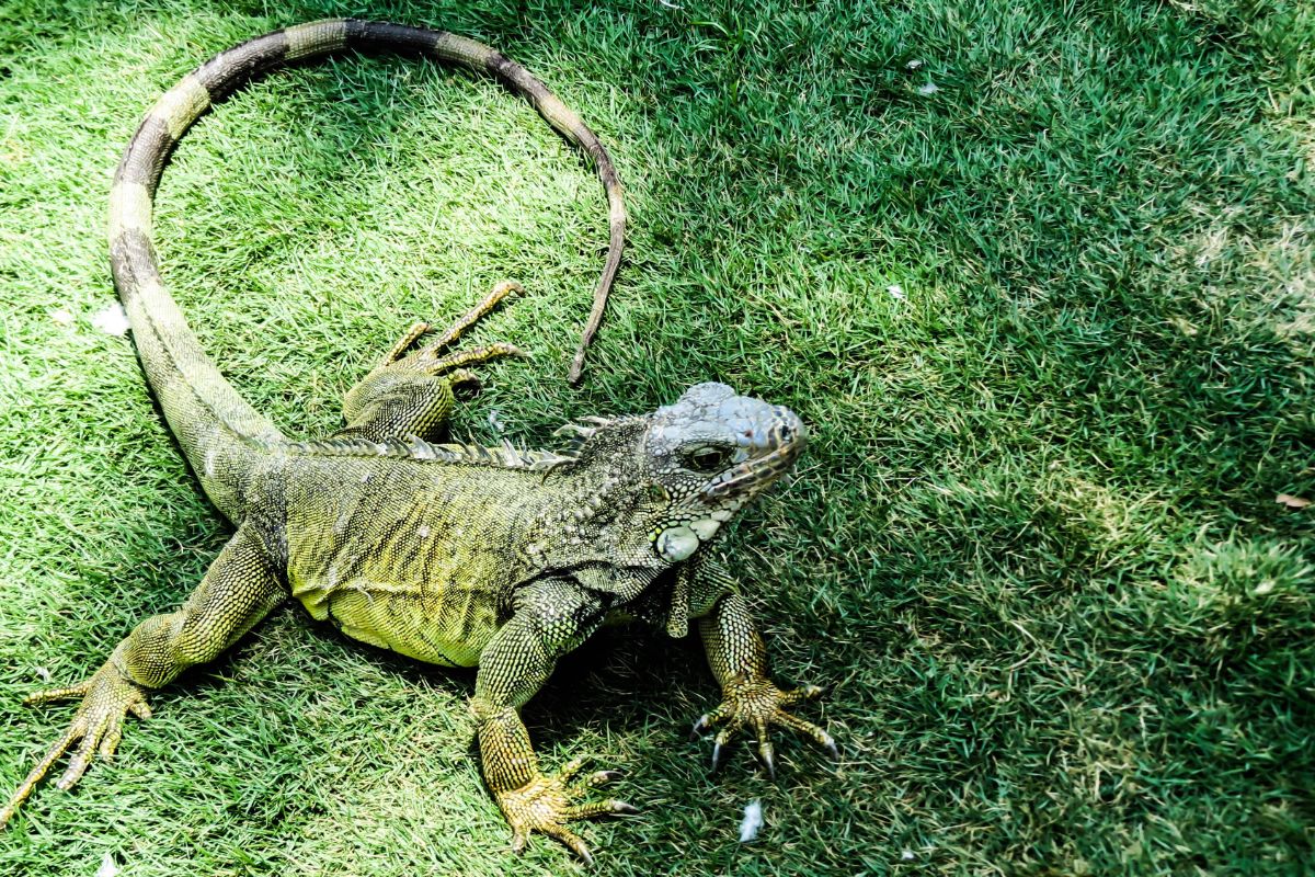 iguana