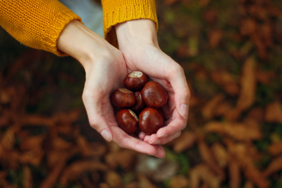 raccogliere castagne in Vslle d'Aosta