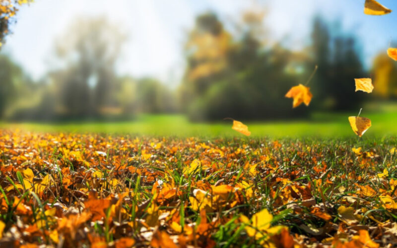 Lavori in giardino nel mese di ottobre