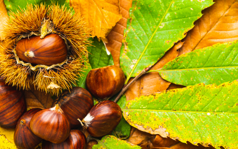 castagne|raccogliere castagne in Valle d'Aosta|raccogliere castagne in Vslle d'Aosta