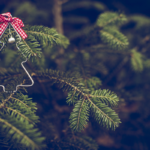 albero di natale vero||