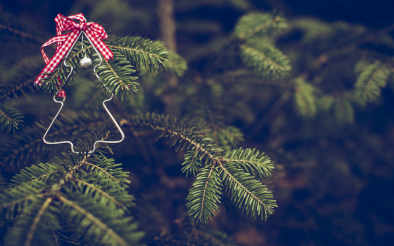 albero di natale vero||