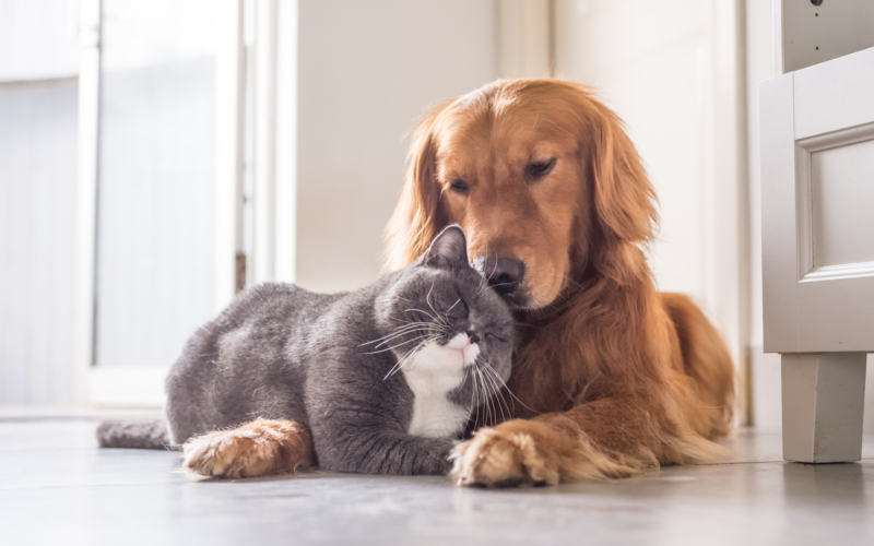 Animali domestici in Italia, quanti sono?