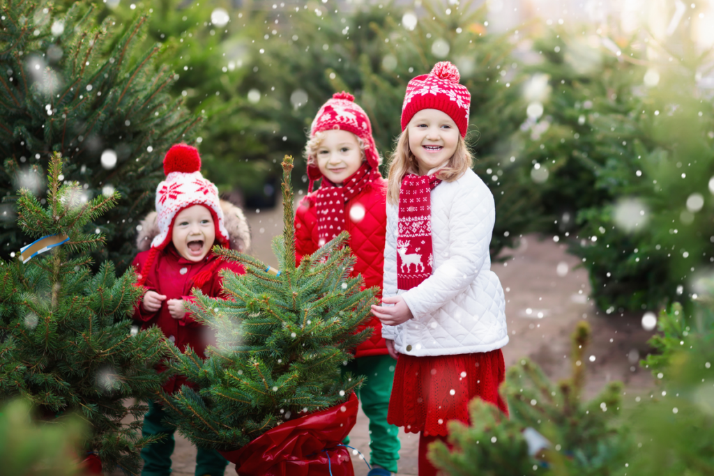 albero di natale vero