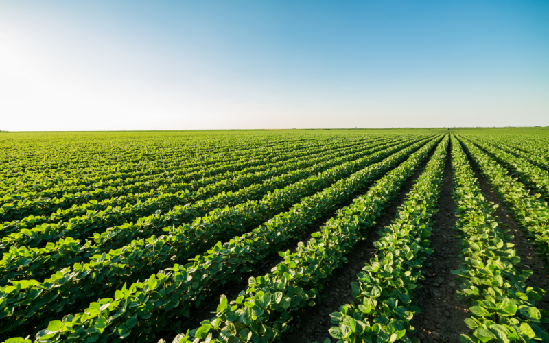 Il direttore del FAO chiede di fare di più per promuovere la sana alimentazione