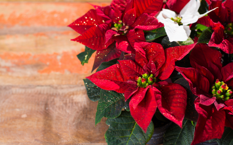 Fiori invernali: come decorare il tuo balcone con piante dai petali vivaci e che non temono il freddo