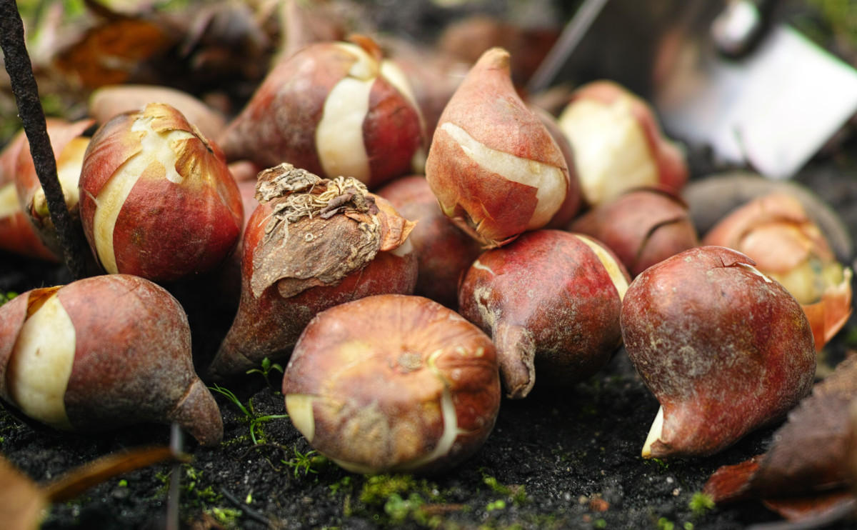 Lavori in giardino nel mese di ottobre