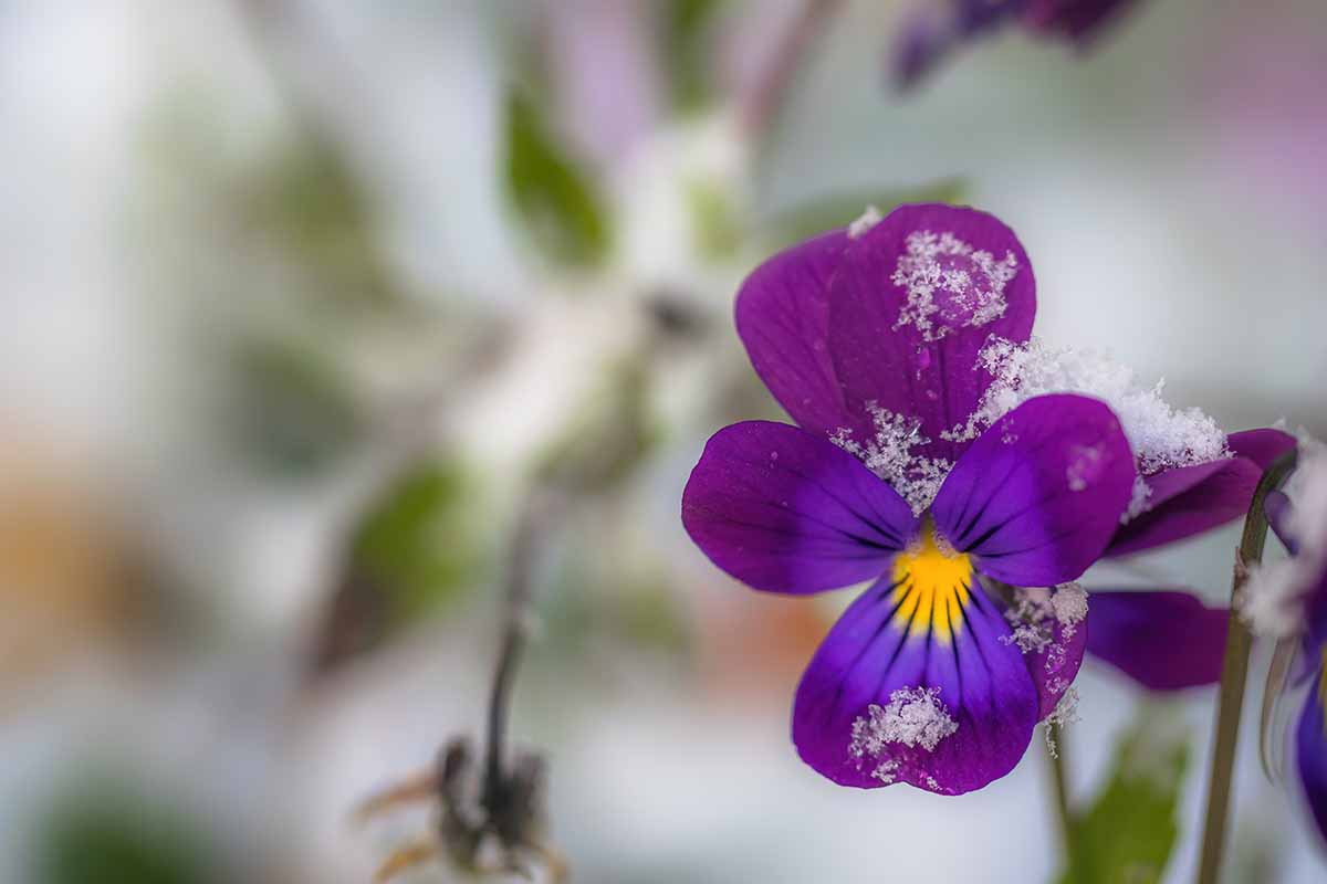 fiori e piante che fioriscono a Gennaio