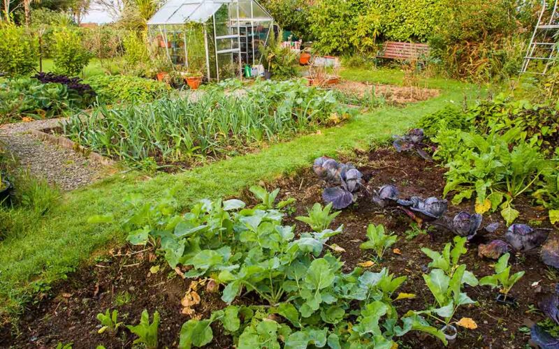 Coltivare la terra: metodi per un raccolto perfetto