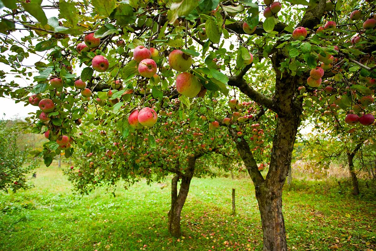 treedom adottare alberi