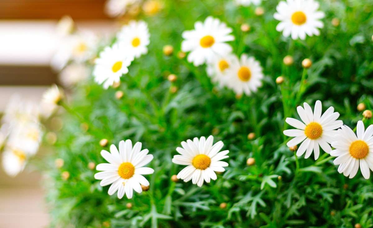 Come avere uno splendido balcone fiorito