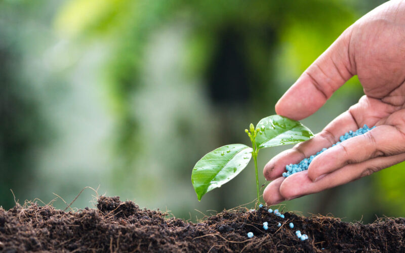 Cura del giardino|