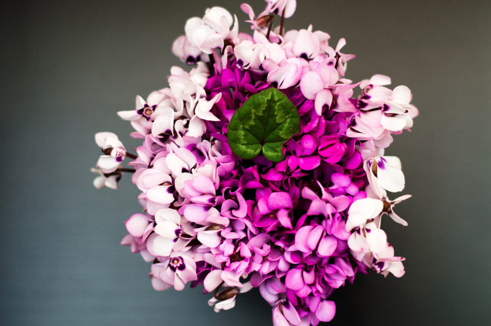 Il Ciclamino, un fiore che colora le nostre case