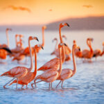 |fenicotteri|Le Saline di Priolo|||