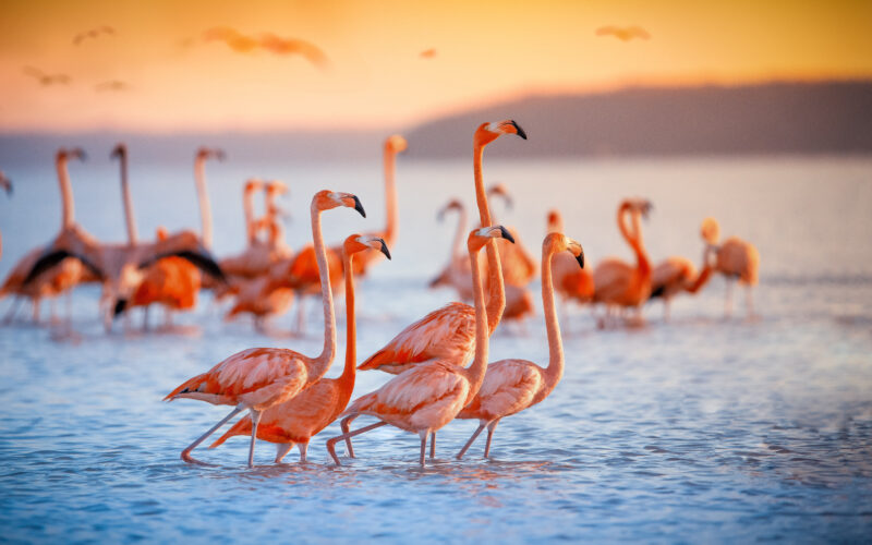 |fenicotteri|Le Saline di Priolo|||