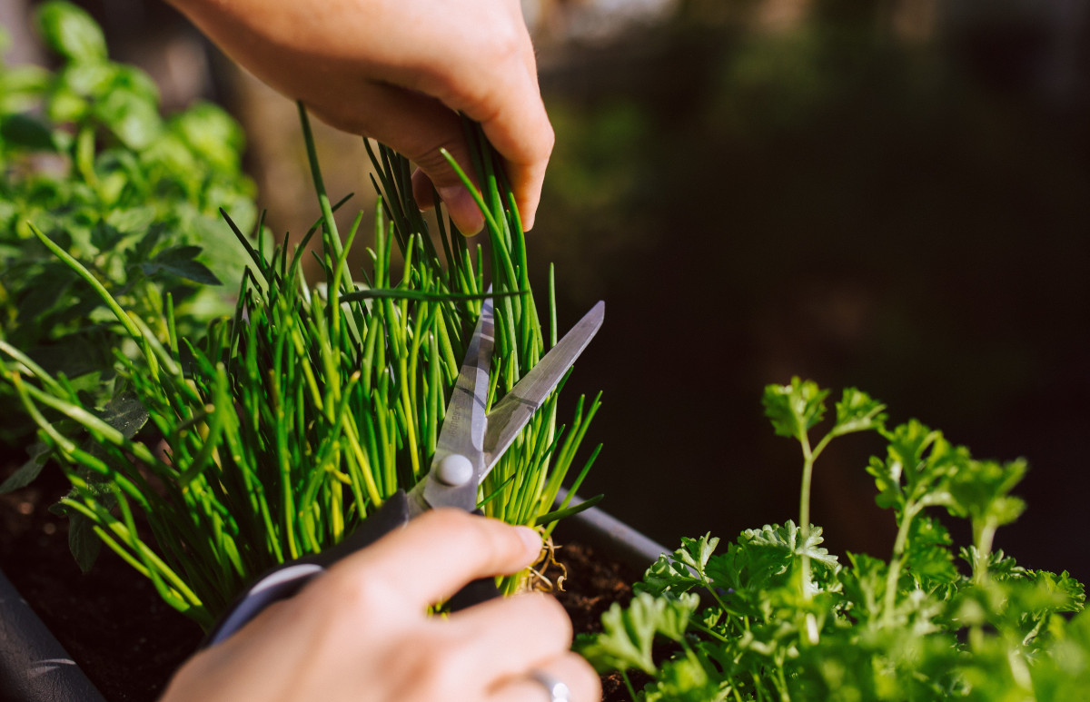 Le piante aromatiche da coltivare sul balcone