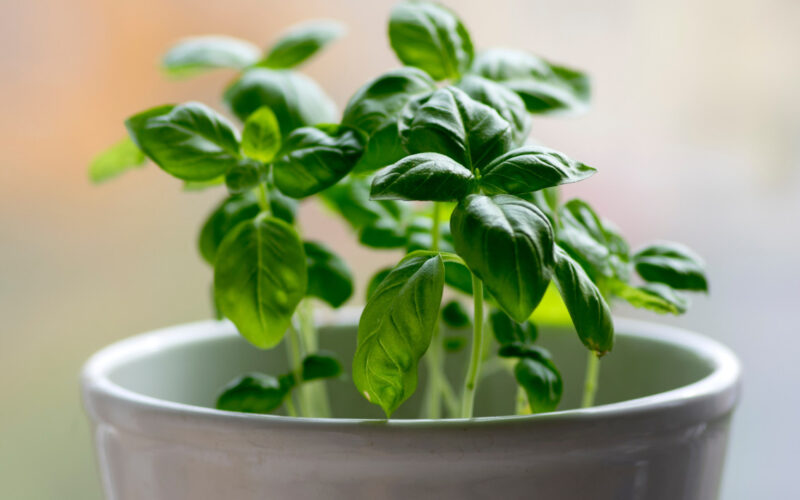 Le piante aromatiche da coltivare sul balcone