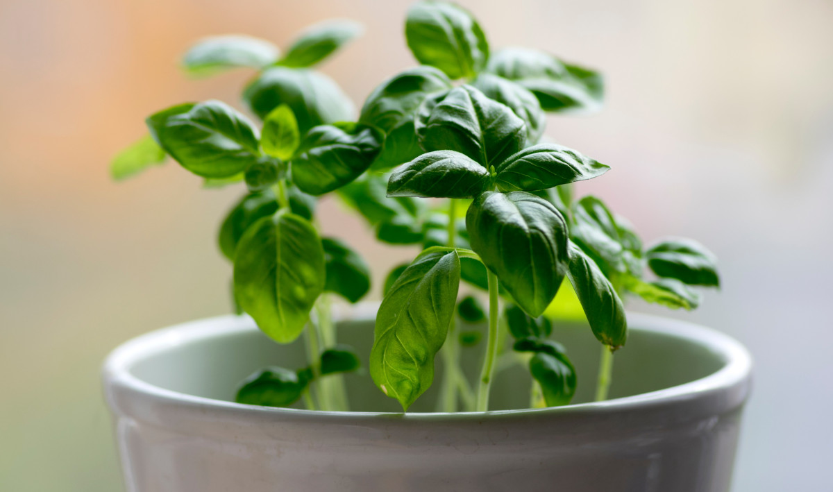 Le piante aromatiche da coltivare sul balcone