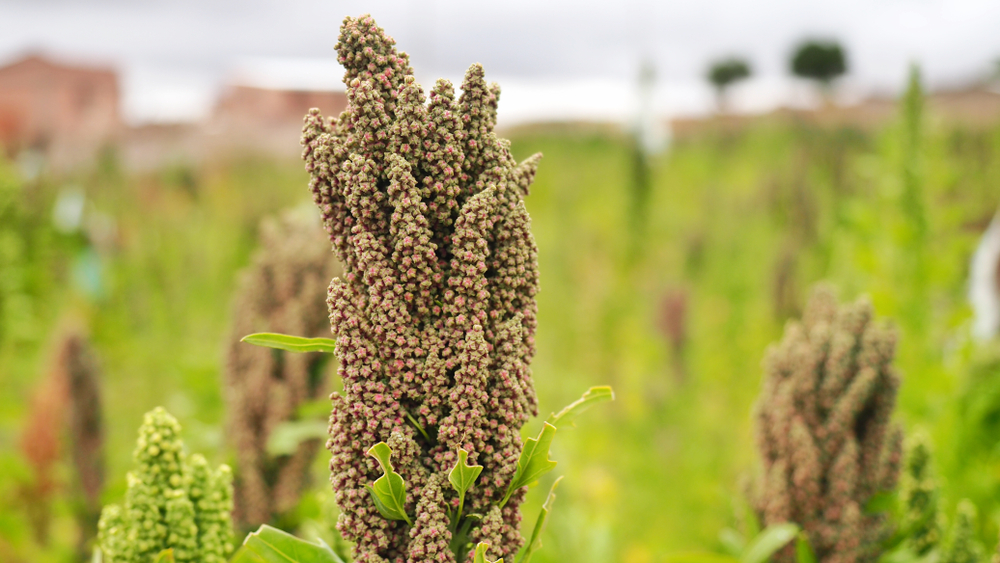 quinoa habitante