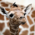 |giraffa|giraffe