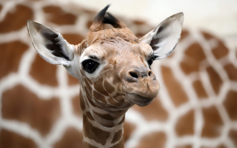 Oggi è il World Giraffe Day: le giraffe sono in pericolo